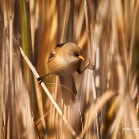 Bearded-Tit-1-HDR