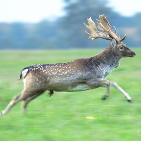 Deer-17