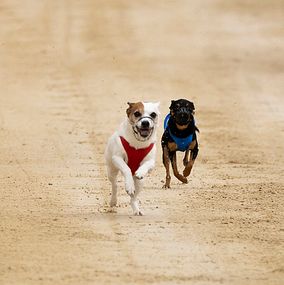 Dog Race 1