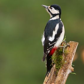 Spotted Woodpecker 3