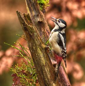 Spotted Woodpecker HDR