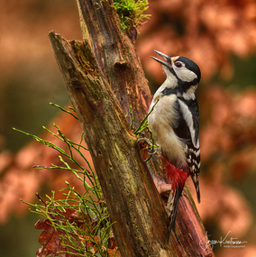 Spotted-Woodpecker