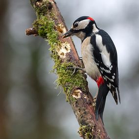 Spotted_Woodpecker_2