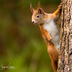 Squirrel_7_-_Kopi