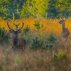 Deer 21