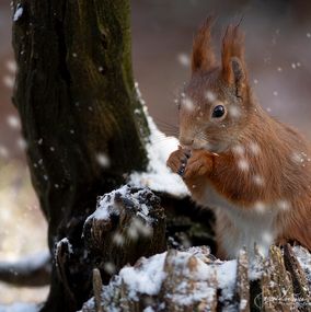 Squirrel_12f