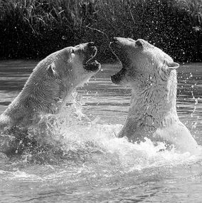 Fight 2BW