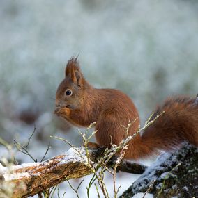 Squirrel 10
