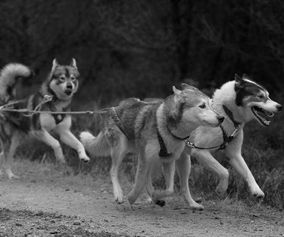 KAM29199BW