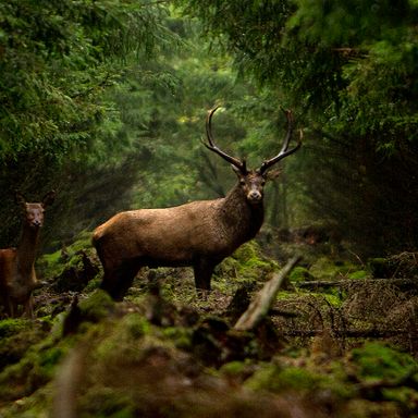 Deer_5h