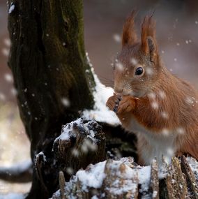 Squirrel_12e