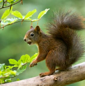Squirrel 6