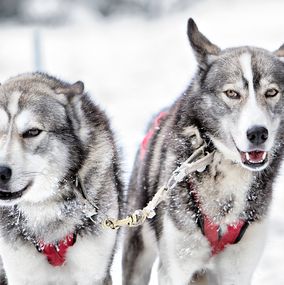 Sledding 3