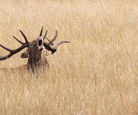 Deer 18