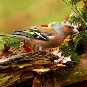 Chaffinch_3