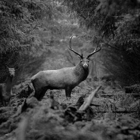 Deer_5BW
