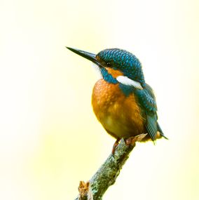 Kingfisher 1