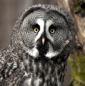 Great_Grew_Owl_1b