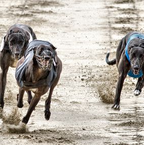Greyhound_9