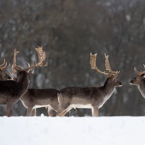 Deer 29