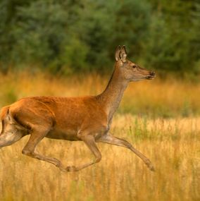 Deer 8