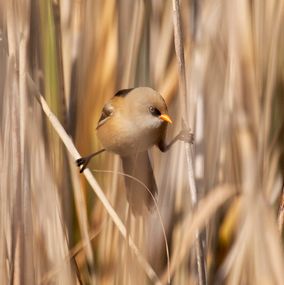 Bearded_Tit_1a