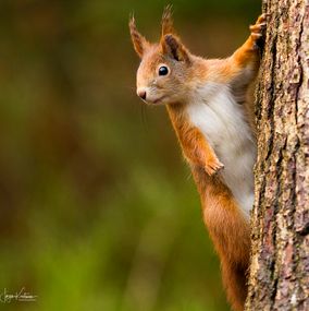 Squirrel-7