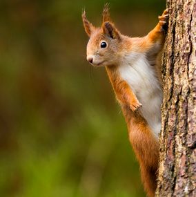 Squirrel_7a