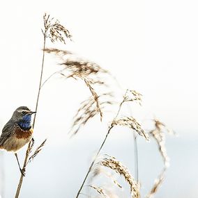 Bluethroat_1