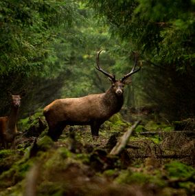 Deer_5c