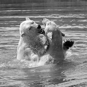 Fight_1BW