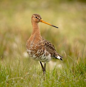 Limosa_Limosa_2d