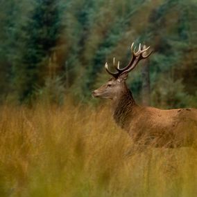 Deer 10