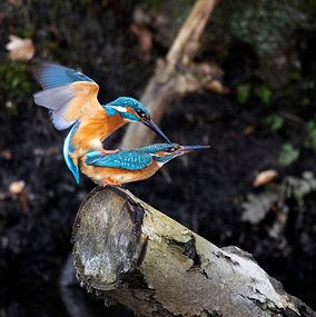 Kingfisher 3