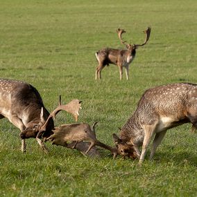 Deer_27u