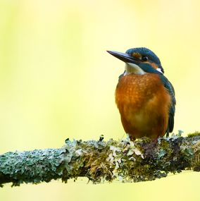 Kingfisher 2