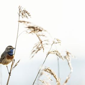 Bluethroat 1