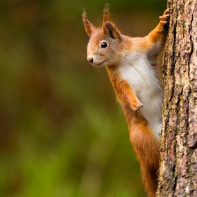 Squirrel_7b