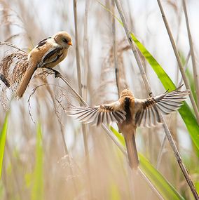 Bearded-Tit-7