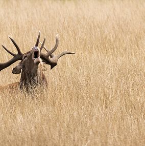 Deer_1826