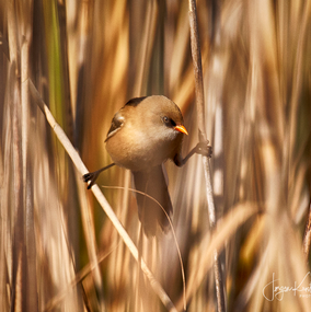 Bearded-Tit-1-HDR