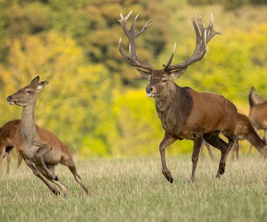 Deer 28