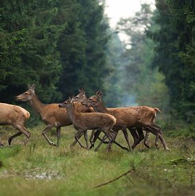 Deer_15a