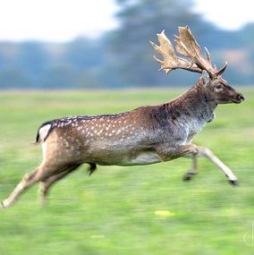 Deer_17a