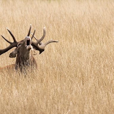 Deer_1813