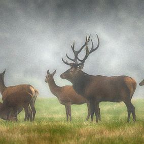 Deer_30
