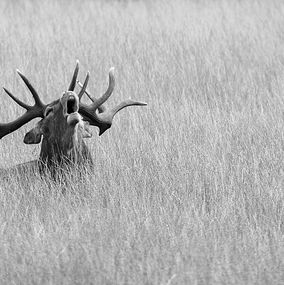 Deer_18BW