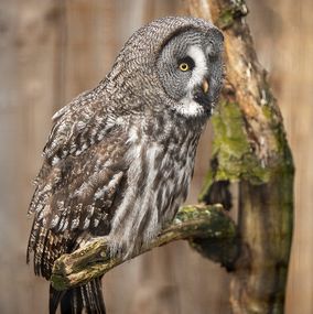 Great_Grew_Owl