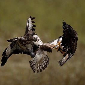 Buzzard_7a