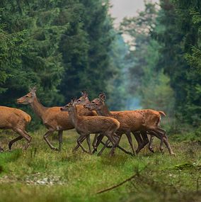 Deer_15d